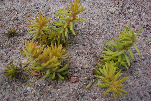 sedum sediforme cv.aureum